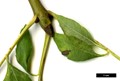 SpeciesSub: 'Aurea Pendula' SpeciesSub: 'Aurea Pendula'